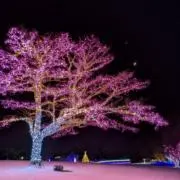 poponの画像