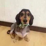 ダージリン