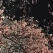 糸こん