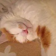 ようの画像