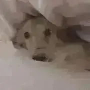 ユ