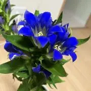 レオミントの画像