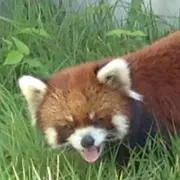 れっさーの画像