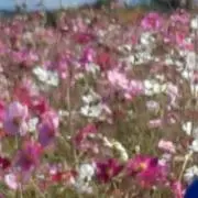 bonの画像