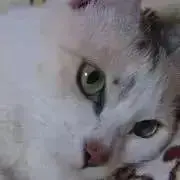 ルナの画像