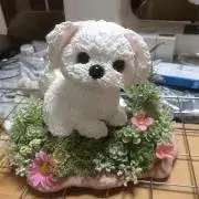 ranchanosampoの画像