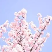 kkの画像