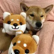 やまのすけの画像
