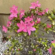きらりの画像