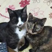 mitsumamaプロフ必須の画像