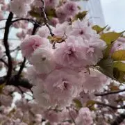 sakura