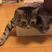 uranの画像