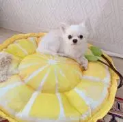 SACの画像