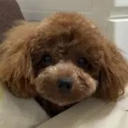チョムナの画像