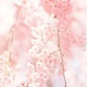 るみ