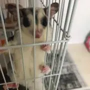 ももちゃん