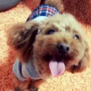 AN♪出品中