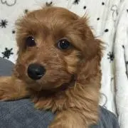 ななちゃん