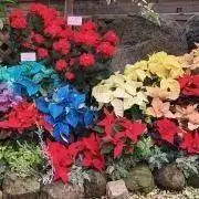 大田の画像
