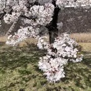 白宇の画像