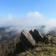 ザジの画像