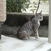 ネコ・ビシャス