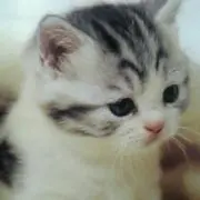 chiiの画像