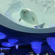 立花の画像
