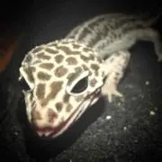 とかげの画像