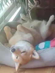 たかぼーの画像