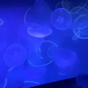 eco☆即購入OK☆の画像