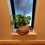 GABOの画像