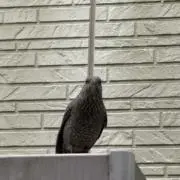 Kの画像