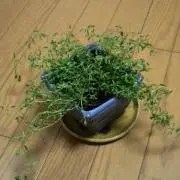 みさぽんの画像