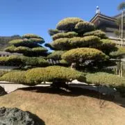 ユキ