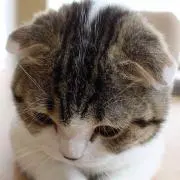 plumpycatの画像