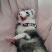 MIRA※値下げ依頼不可の画像