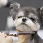 そそその画像