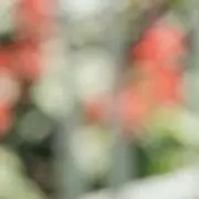 Limの画像