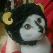 キナコの画像