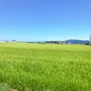 amuの画像