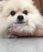 Aomiumiuの画像