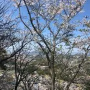 ワイワイ
