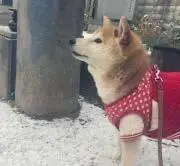 るるの画像