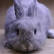 mizの画像