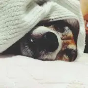 カズノコの画像