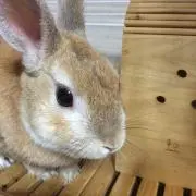 ❤️千聖čhỉšẳťố