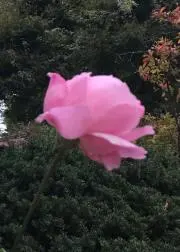 lilyの画像