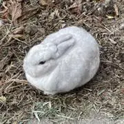 雪兎MF
