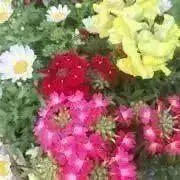 ジェリーの画像